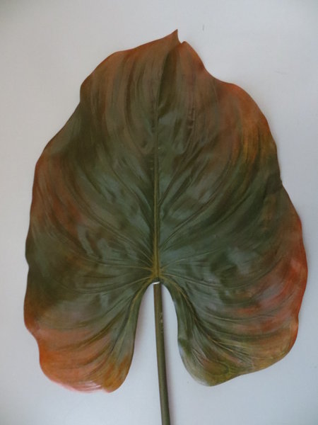 Elefantenohrblatt Farbe:grün-braun-orange