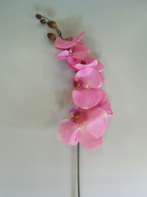 Orchidee Phalaenopsis mit 6 Blüten und 4 Knospen Farbe:pink-lavendel