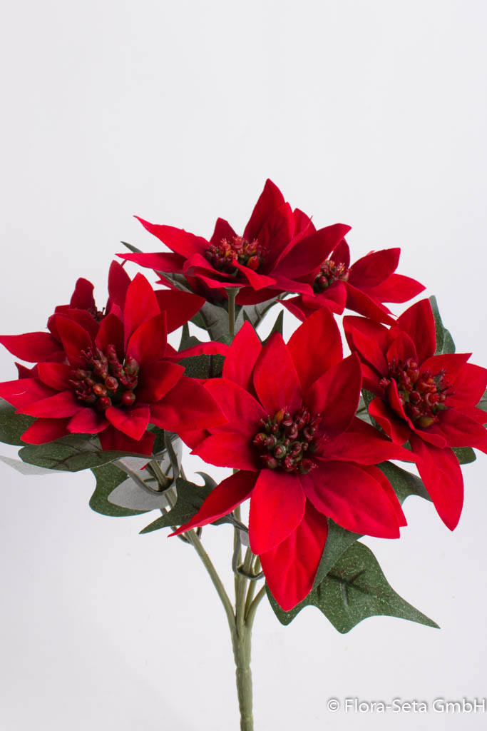 Mini-Poinsettienbusch mit 7 Blüten, samtig Farbe: rot