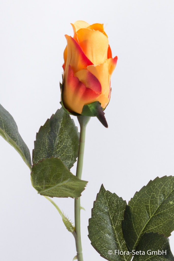 Rose halboffen Farbe: gelb-orange mit roten Spitzen