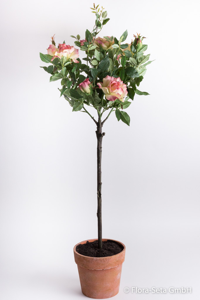 Rosenkugelbaum im terrakottafarbenen Kunststofftopf Farbe: altrosa