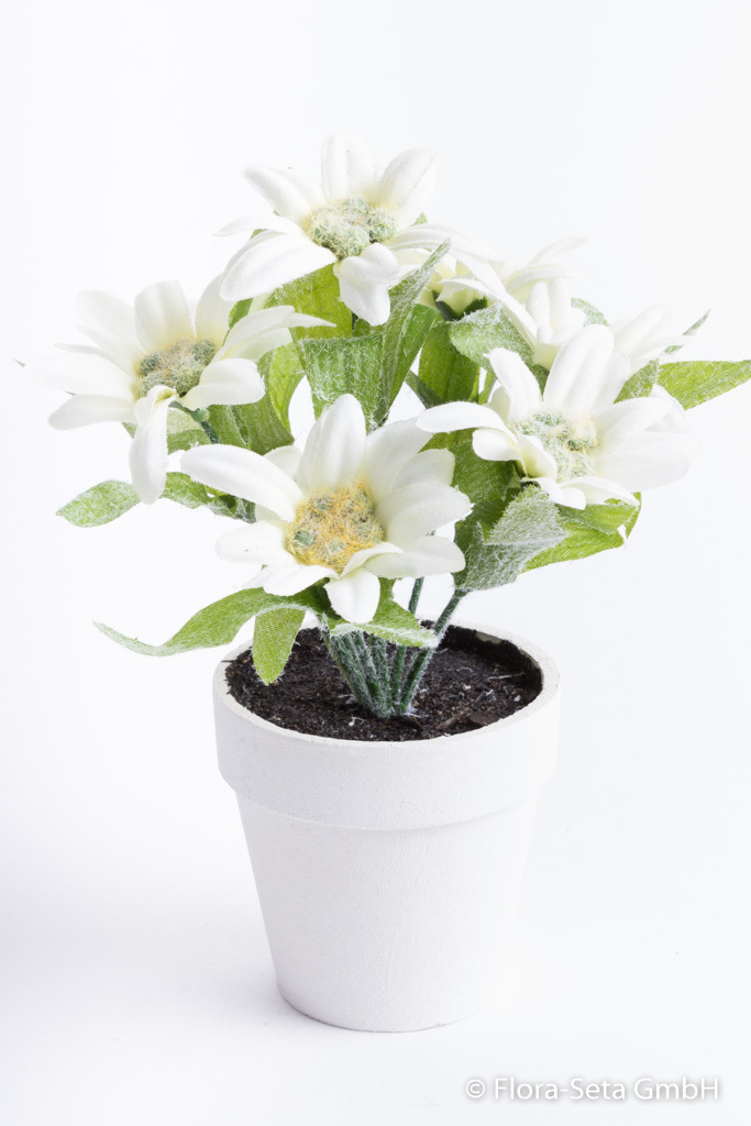 Edelweiß mit 7 Blüten in weißem Tontopf Farbe:creme-weiß