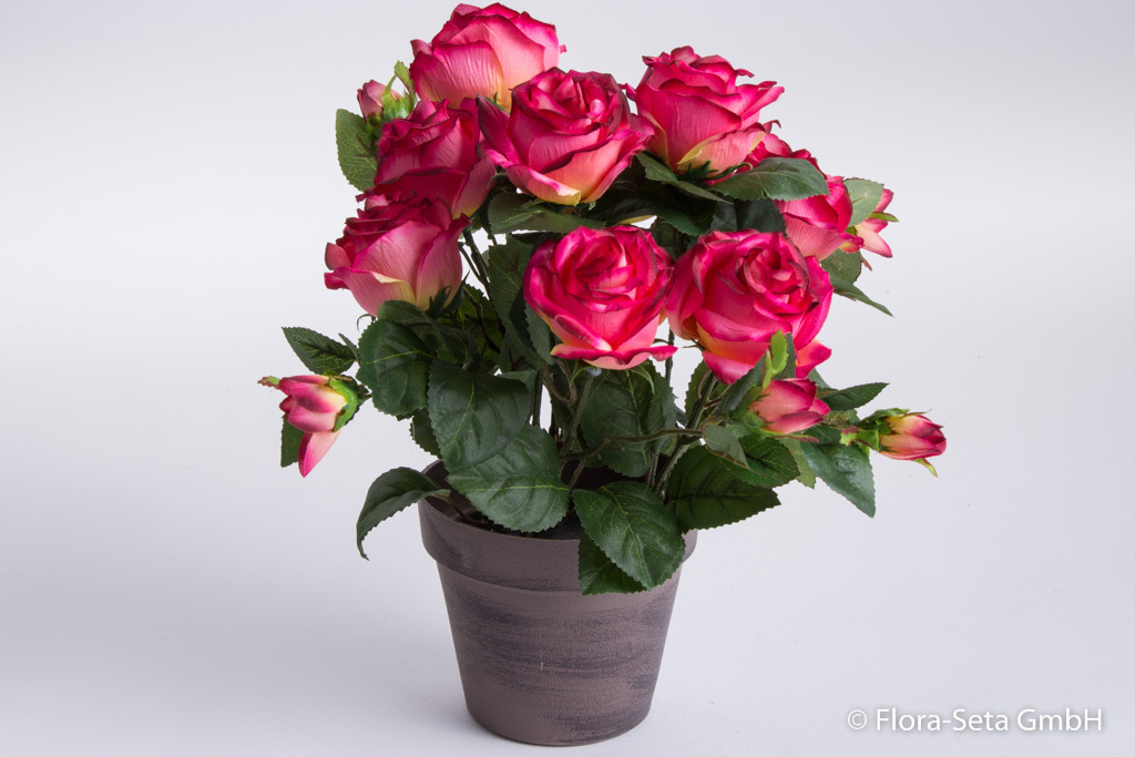 Rosenbusch mit 9 Rosen und 5 Knospen im braunen Kunststofftopf Farbe: beauty