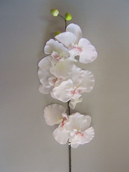Orchidee mit 6 Blüten und 3 Knospen Farbe: weiß