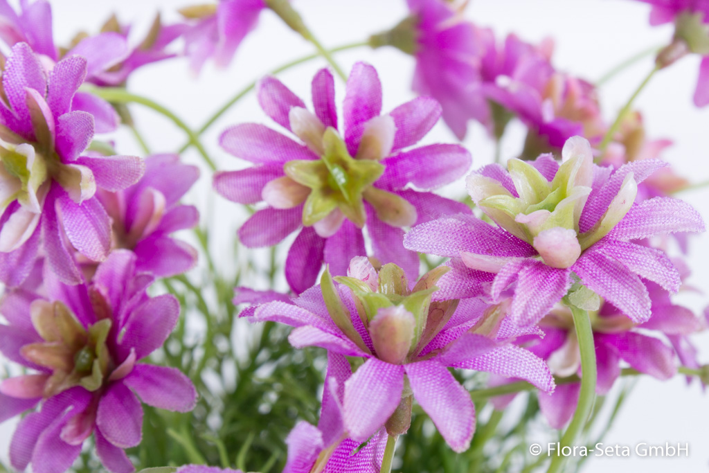 Blütenbusch im weißen Tontopf Farbe: lila
