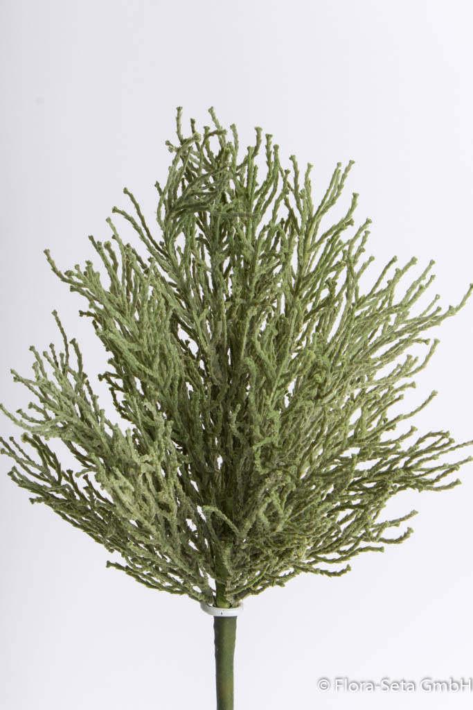 Thujabusch Farbe: grün-leicht grau , Höhe ca. 36 cm 
