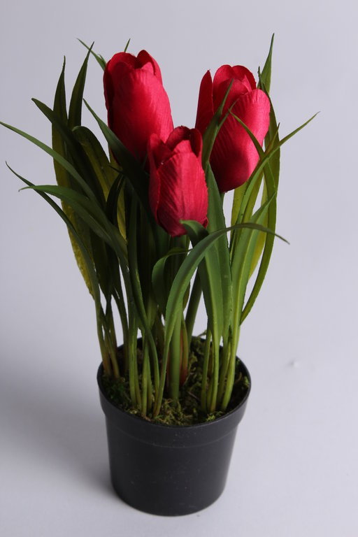 Tulpenbusch mit Gras und 3 Blüten in schwarzem Kunststofftopf Farbe: rot