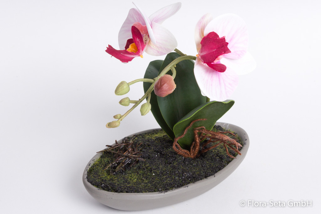 Orchidee Phalaenopsis in grauer Keramikschale Farbe: creme-pink
