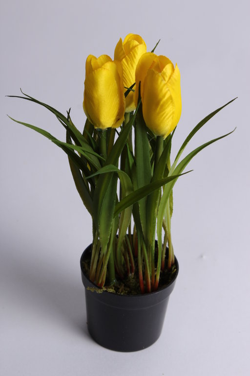 Tulpenbusch mit Gras und 3 Blüten in schwarzem Kunststofftopf Farbe: gelb