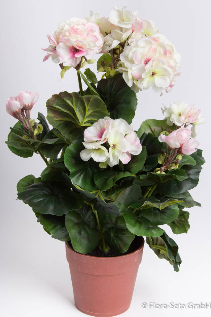 Geranienbusch mit 9 Stielen und 7 Blütenköpfen in braunem Kunststofftopf Farbe:cr-weiß-pink Mix