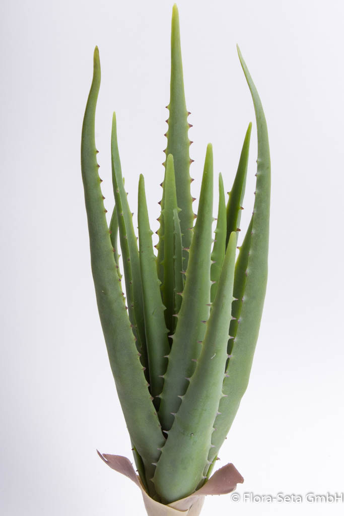 Aloe Pflanze Farbe: grün