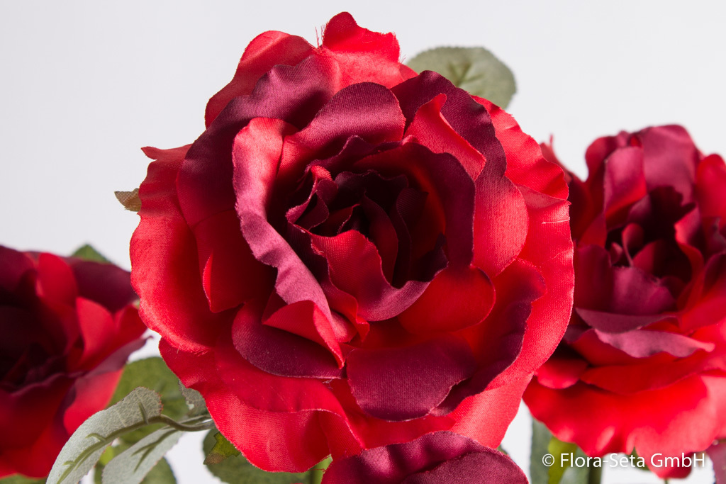 Rosenstock Vivaldi mit 5 Blüten und einer Knospe im schwarzen Kuststofftopf Farbe: rot