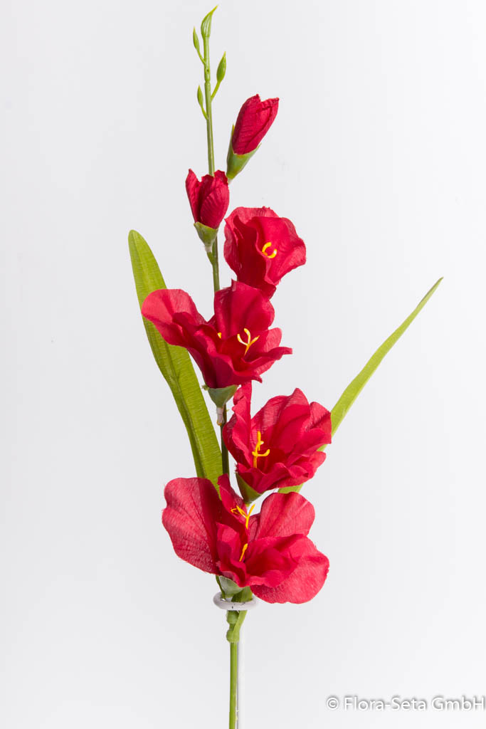 Gladiole mit 2 Blättern, Farbe: rot 
