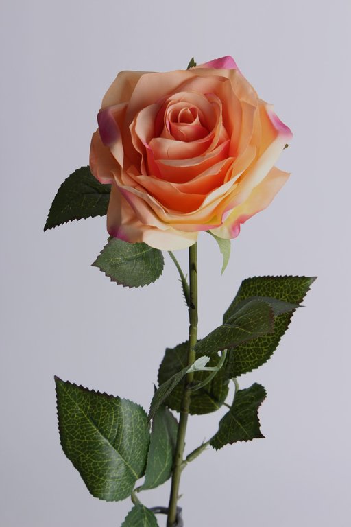 Rose Dijon Farbe: peach