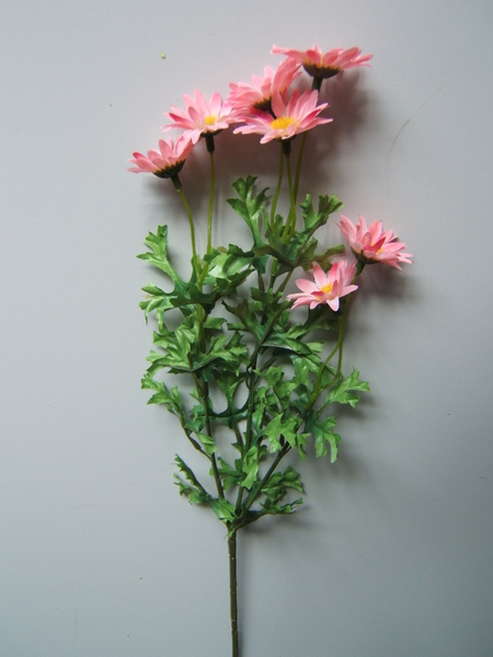 Margeritenzweig mit 7 Blüten Farbe:pink-rosa