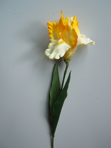 Iris mit 2 Blättern Farbe:hellgelb-gelb