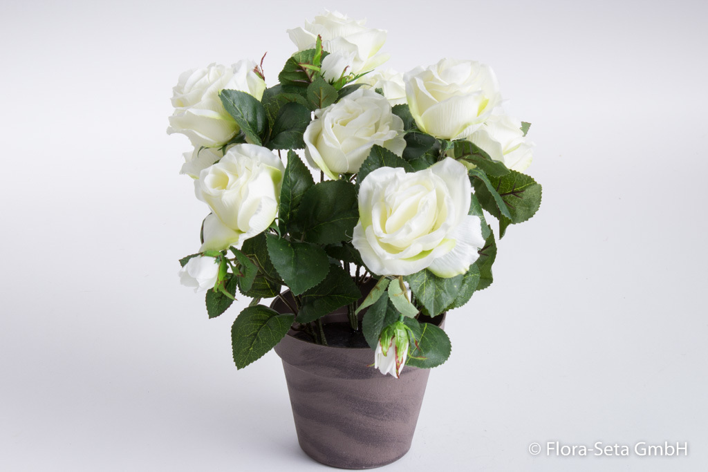 Rosenbusch mit 9 Rosen und 5 Knospen im braunen Kunststofftopf Farbe: creme-weiß