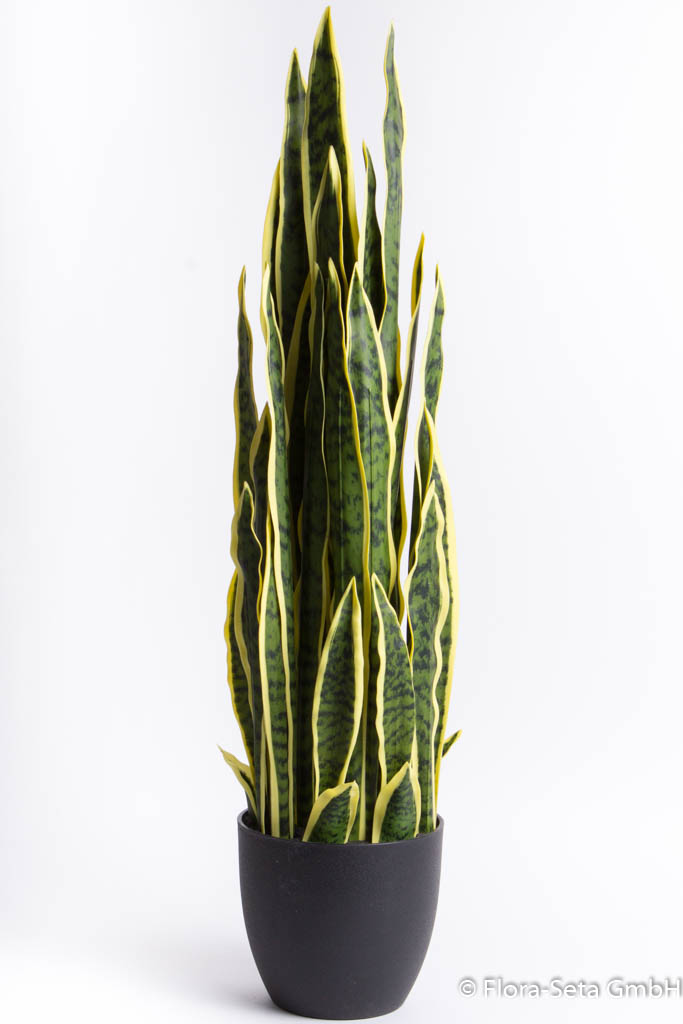 Sansevieria (Bogenhanf) im schwarzen Kunststofftopf, Höhe ca. 93 cm Farbe: grün-gelb