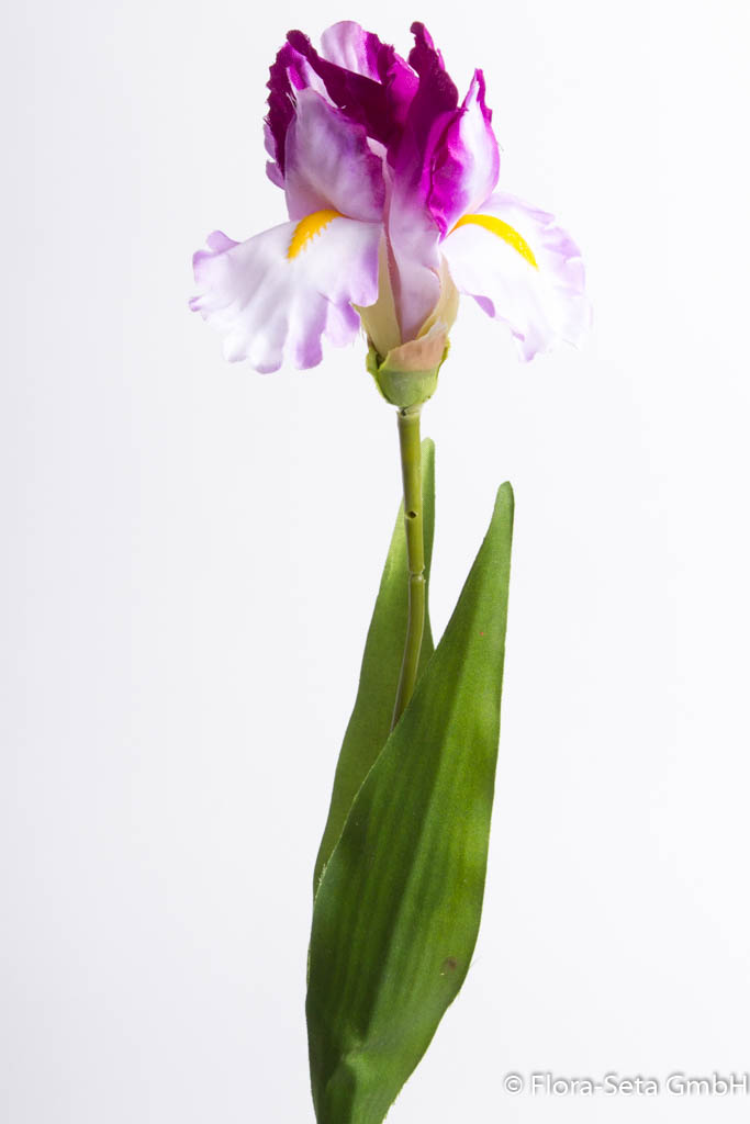 Iris mit 2 Blättern Farbe: lavendel