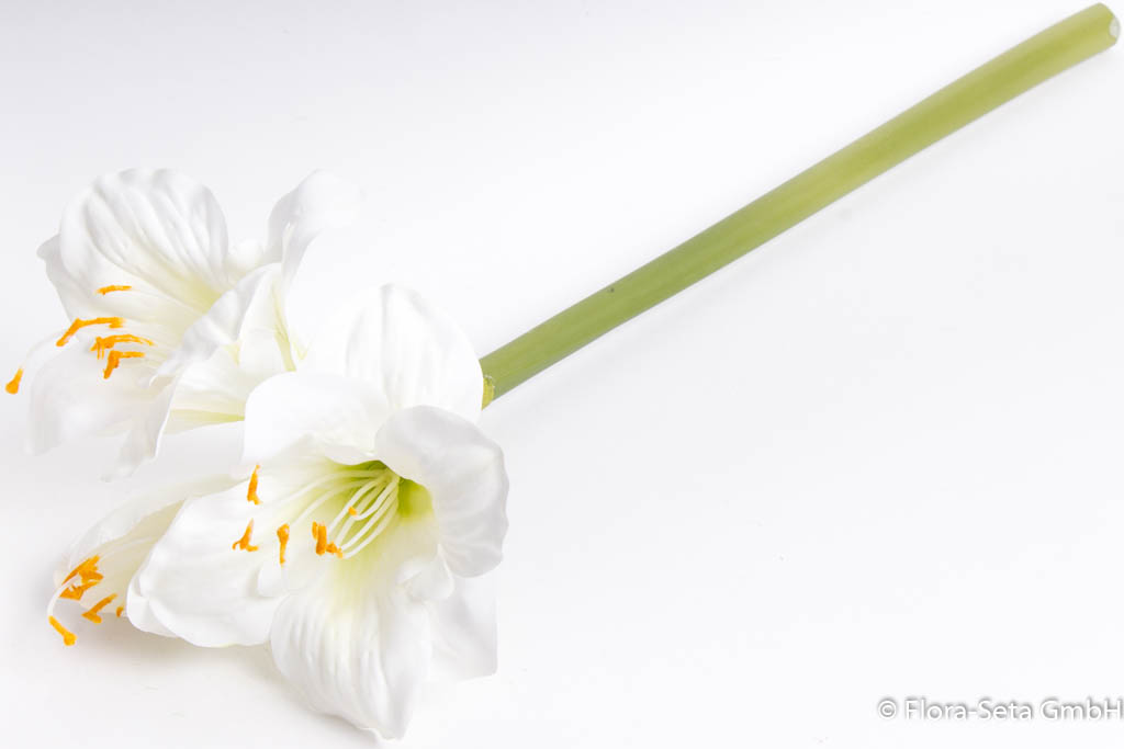 Amaryllis mit 2 Blüten und 1 Knospe, klein Farbe: creme-weiß