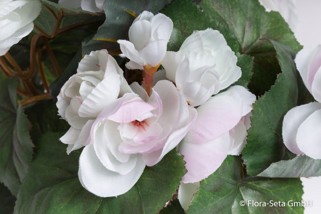 Begonienbusch mit 9 Stielen und 42 Blüten/Knospen im Kunststofftopf Farbe:weiß-Spitze leicht pink