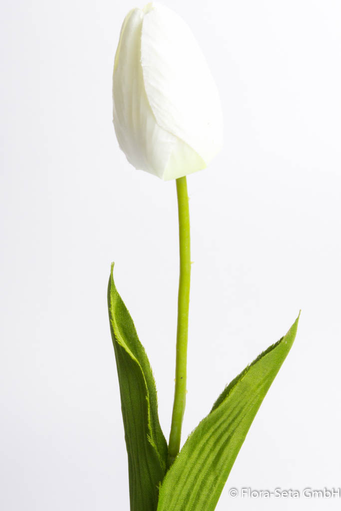 Tulpe mit 2 Blättern Farbe: creme-weiß