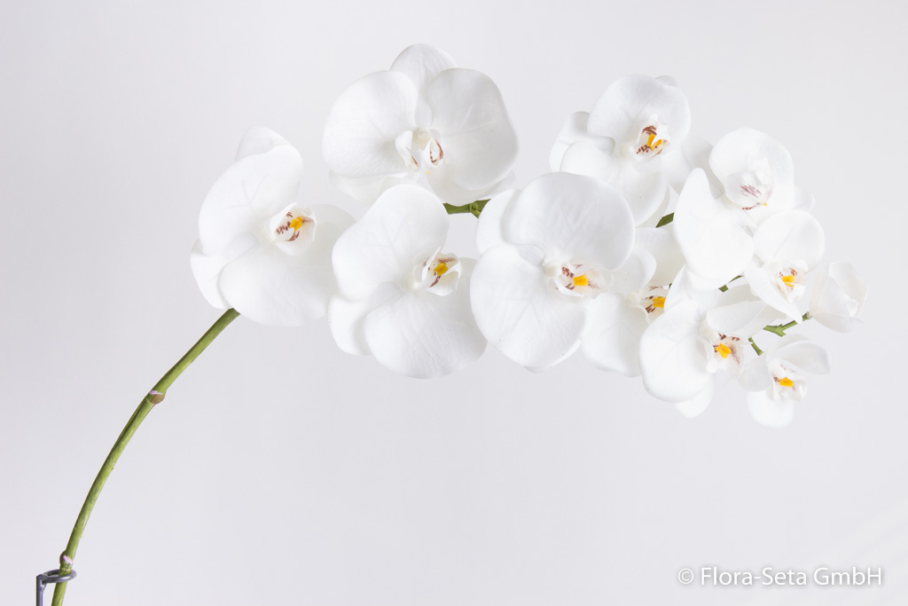 Orchidee Phalaenopsis groß mit 11 Blüten Farbe:creme-weiß mit gelb-brauner Mitte, real touch