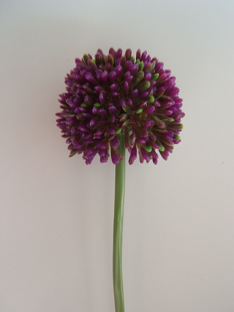 Allium Globmaster Farbe:lila