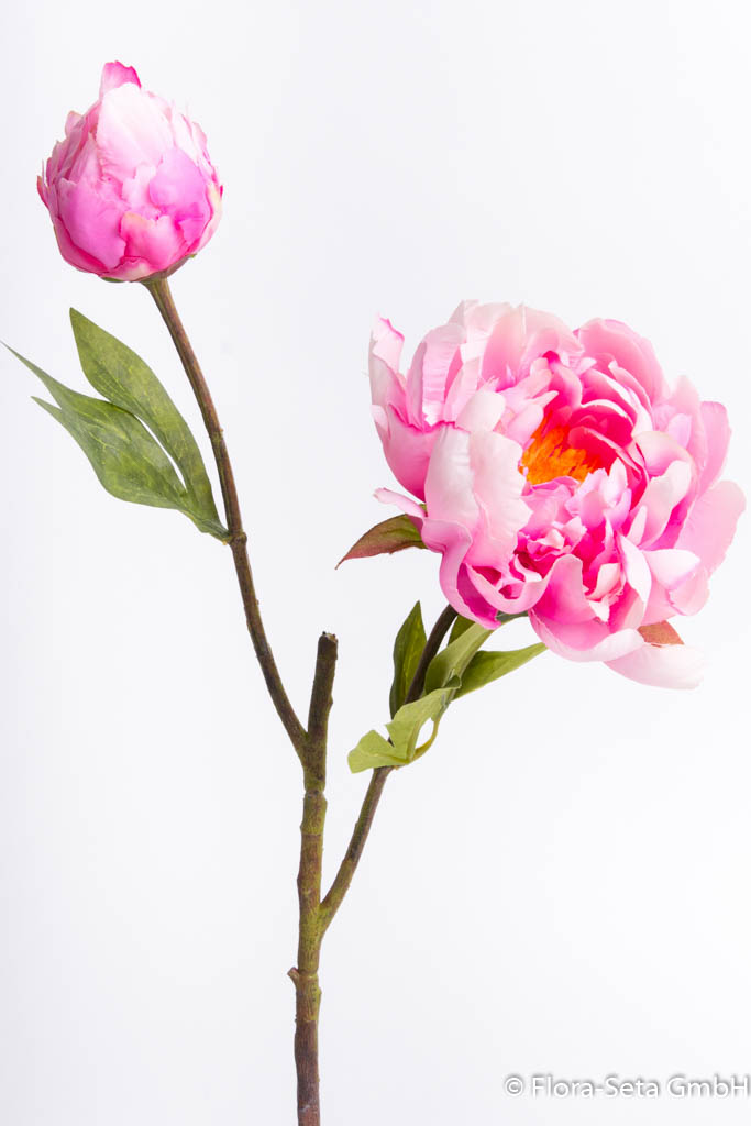 Pfingstrose mit 1 Blüte, 1 Knospe und 2 Blättern Farbe: pink-creme