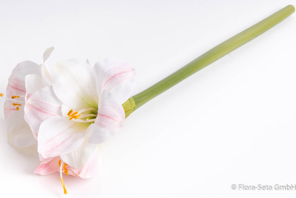 Amaryllis mit 2 Blüten und 1 Knospe, klein Farbe: creme-rosa