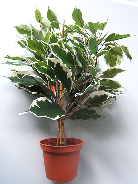 Mini-Ficus Benjamini in terrakottafarbenem Kunststofftopf Farbe:grün-creme