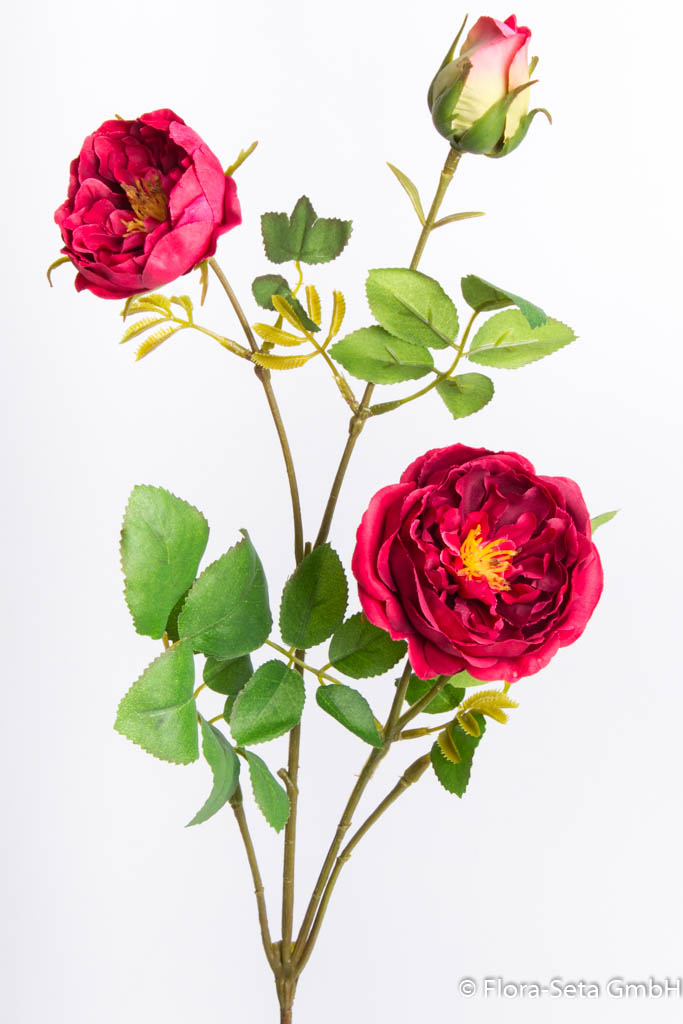 Rosenzweig mit 2 Blüten und 1 Knospe Farbe: rot