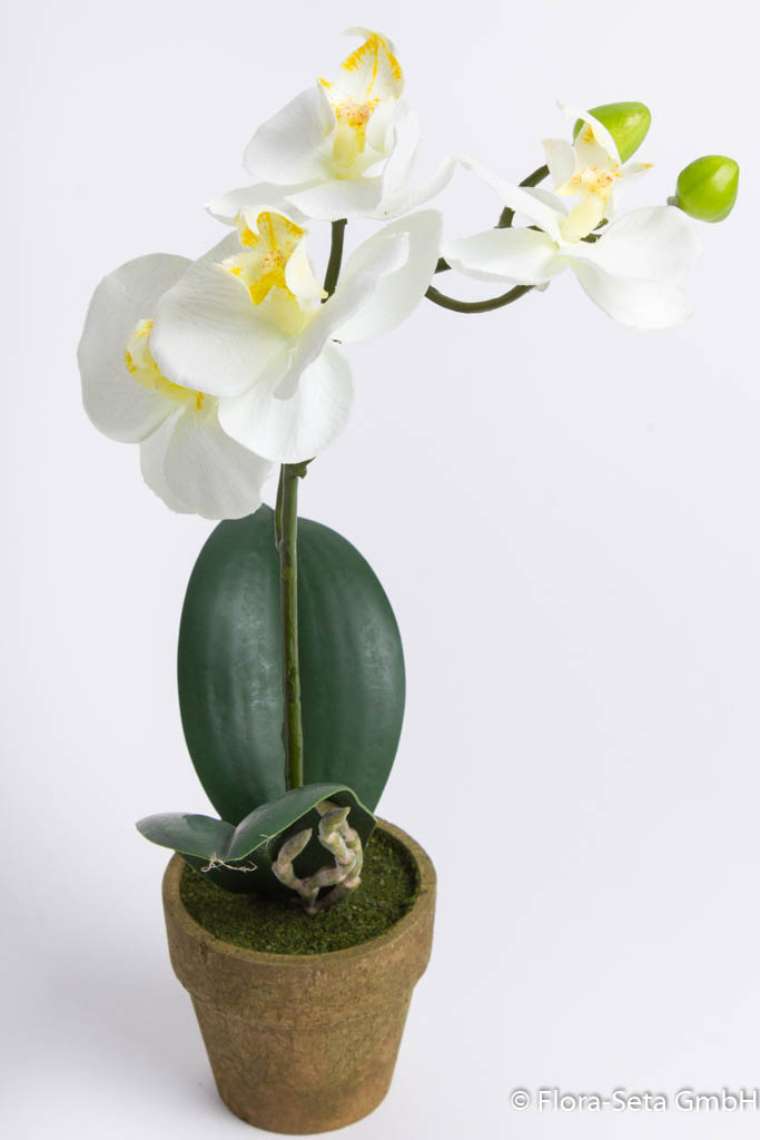 Orchidee Phalaenopsis im braunen Töpfchen Farbe: creme