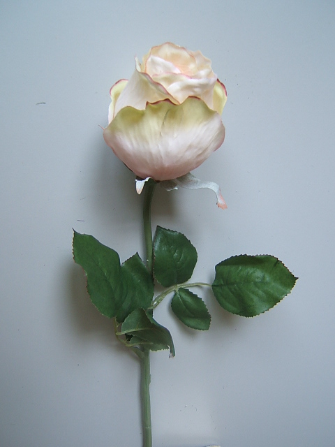 Rose halboffen mit 8 Blättern Farbe:champagner-pink-hellgrün