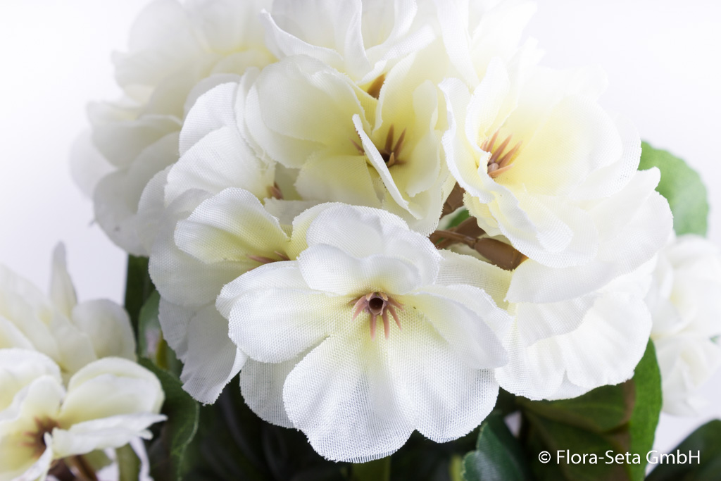 Geranienbusch mit 6 Stielen und 6 Blütenköpfen in braunem Kunststofftopf Farbe:weiß