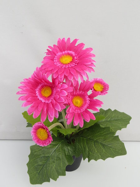 Gerbera mit 5 Blüten im schwarzen Kunststofftopf Farbe:beauty