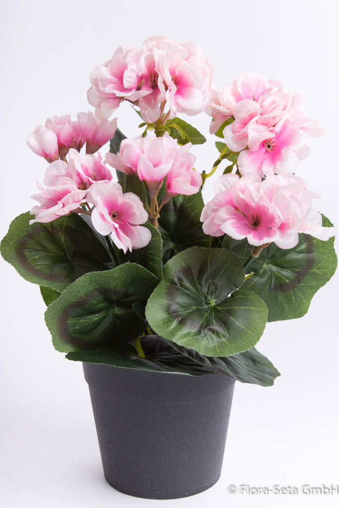 Geranienbusch mit 6 Blütenköpfen im schwarzen Kunststofftopf Farbe: creme-pink