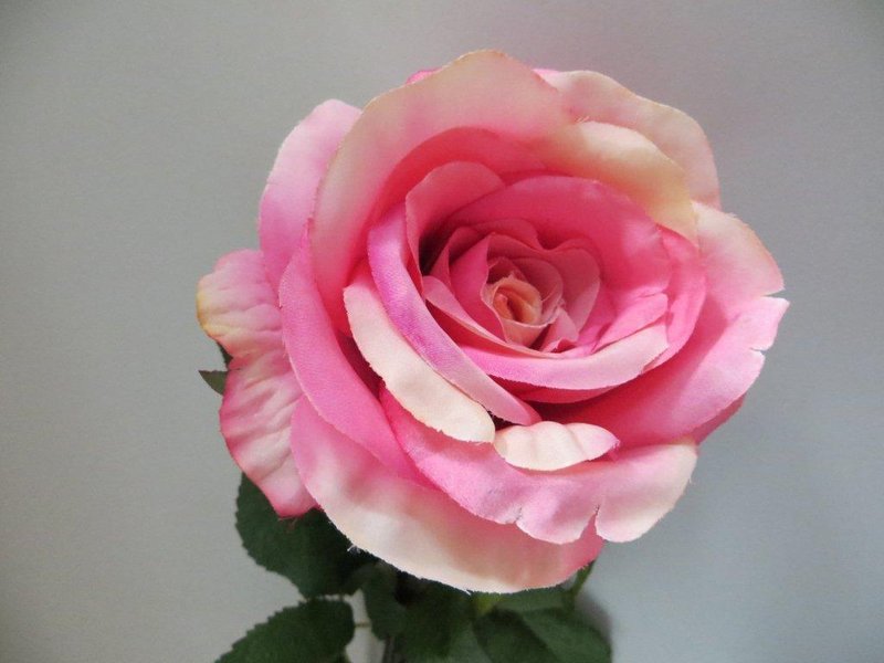 Rose Rimini langstielig mit großer Blüte und 16 Blättern Farbe:hellpink-creme