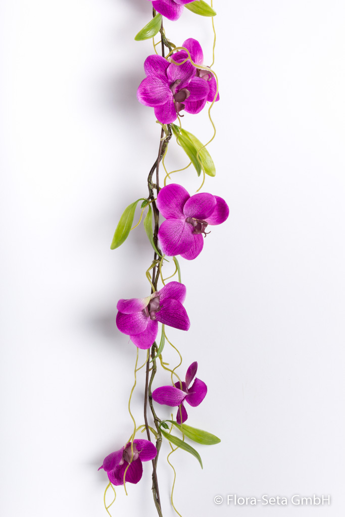 Phalaenopsis Girlande Farbe: purple