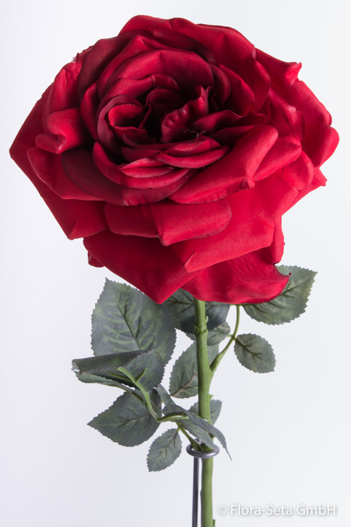 Rose Cannas mit 15 Blättern Farbe: rot-dunkelrot