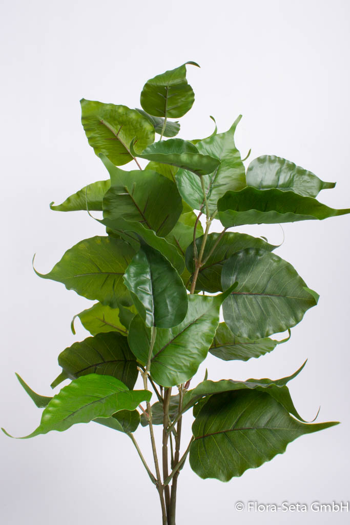 Ficus Robusta mit 3 Stielen