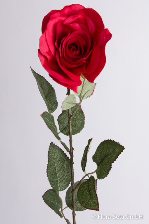 Rose offen mit 12 Blättern Farbe: rot