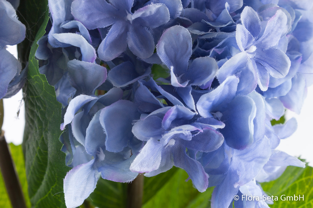 Hortensie mit 3 Blättern Farbe: hellblau-altblau