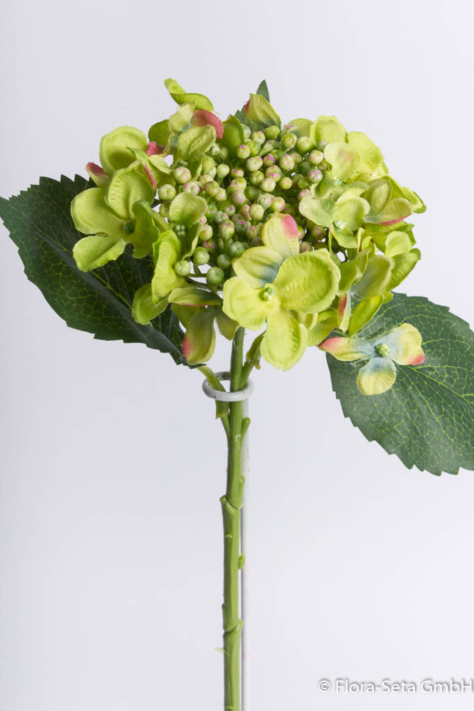 Hortensie mit Knospen und Blättern, Höhe ca. 43 cm, Farbe: grün-leicht rosa