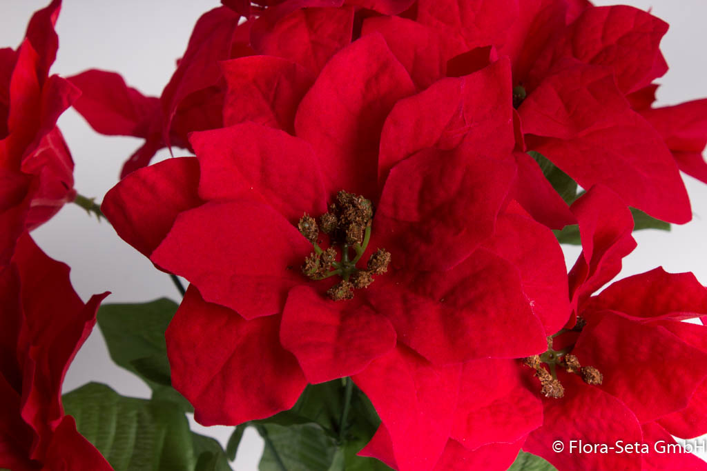 Poinsettienbusch mit 9 Blüten, samtig Farbe: rot