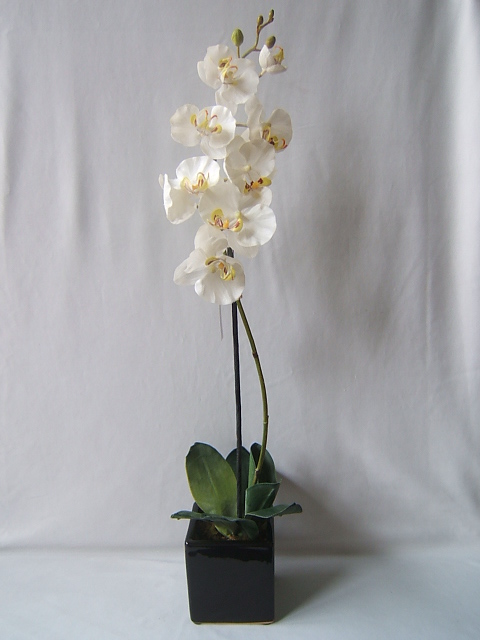 Orchidee Phalaenopsis in eckigem, dunkelbraunem Keramiktopf Farbe:creme-weiß