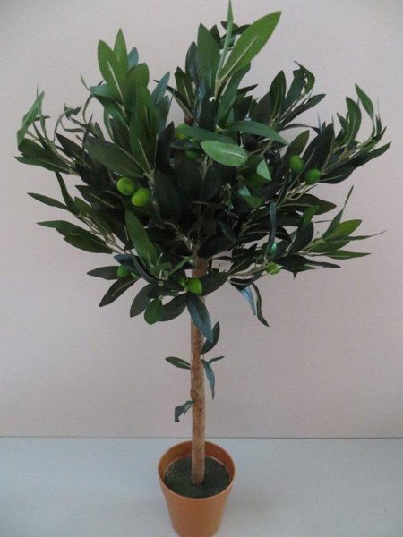 Olivenbaum in braunem Kunstofftopf