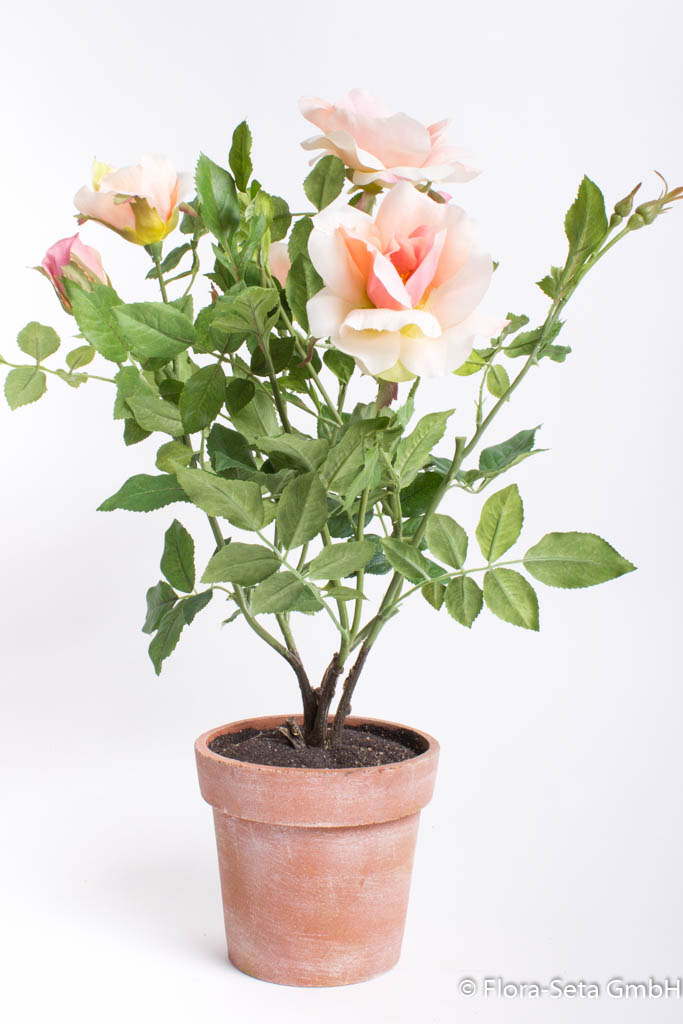 Rosenstock mit 4 Blüten und 2 Knospen im braunen Kuststofftopf Farbe: rosa