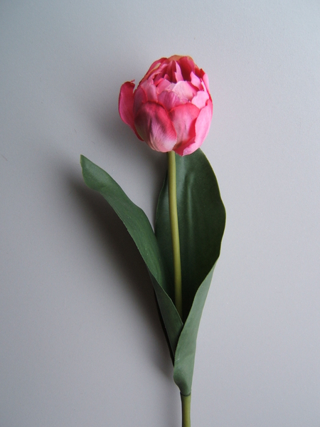 Tulpe gefüllt mit 2 Blättern Farbe: pink-dunkelpink