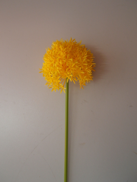 Wild-Allium Farbe:gelb
